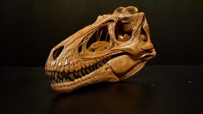 paleo creations 3d printing dinosaur skulls